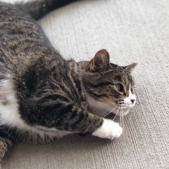 Meet your Posher, Alexia - Picture 1 of 1